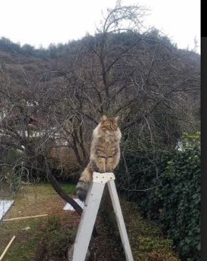 “青少年足球训练营获奖学金政策支持,鼓励坚持”,青少年足球培训学校