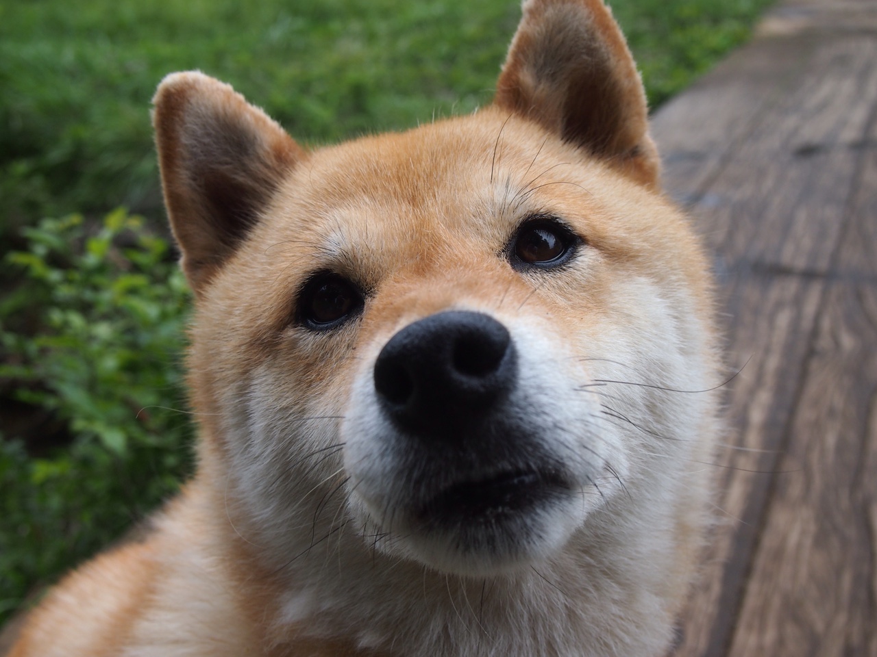 史上最年轻的“冠军射手”光耀舞台,最年轻的射击奥运冠军