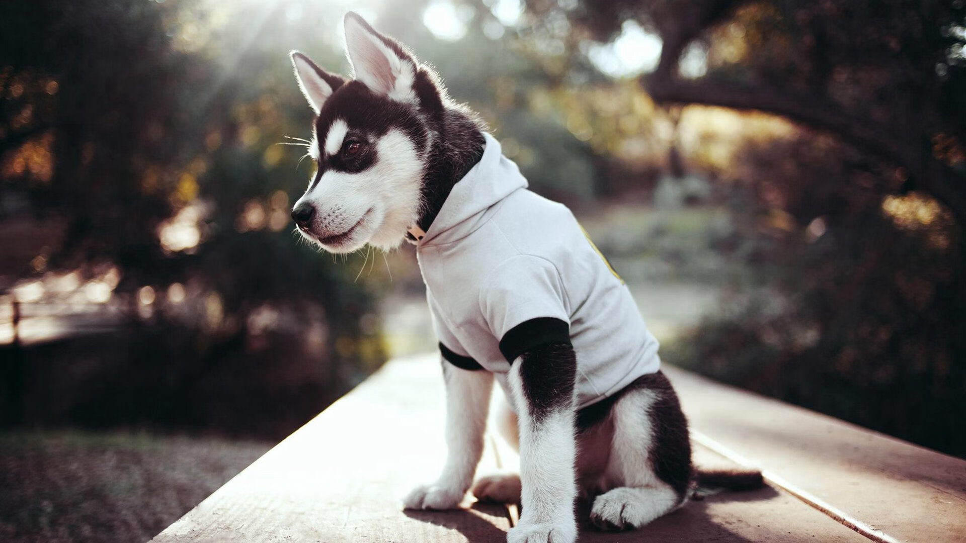 发展壮大基层体育社会组织,打通全民健身公共服务“最后一公里”