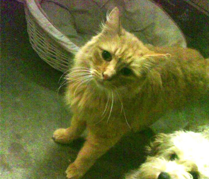 九游官网pc-未来五年：F1技术发展趋势一览，f1发展史