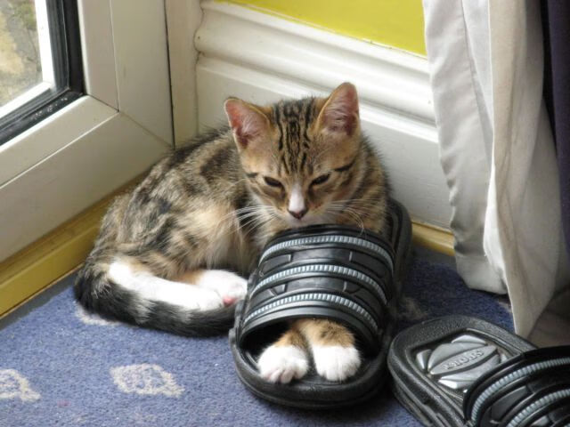 种族平等与社会责任：NBA球员新举措引领潮流，nba种族言论