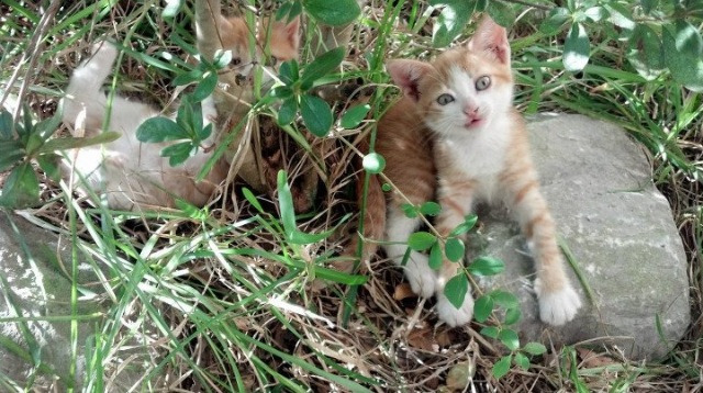 九游游戏中心官网-CBA裁判队伍迎来新面孔，备战新赛季，cba裁判合集