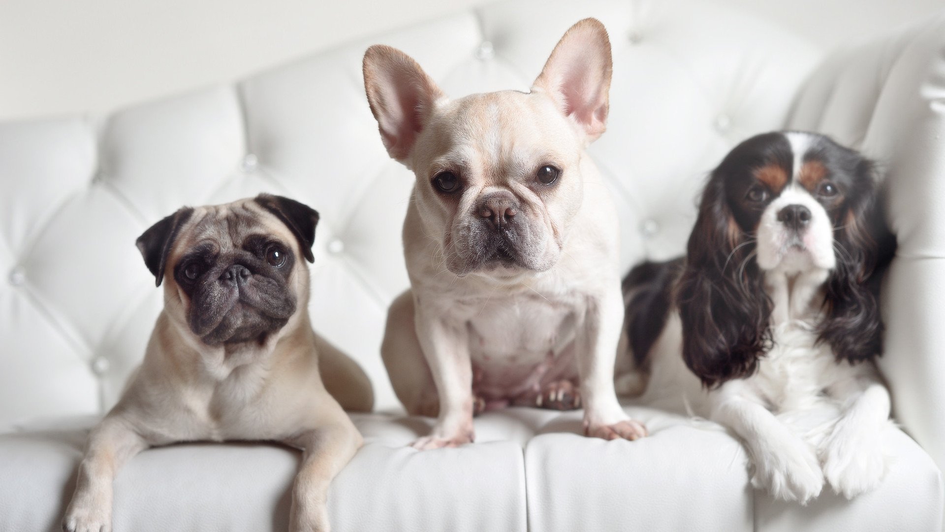 CBA裁判队伍迎来新面孔,备战新赛季,cba裁判合集