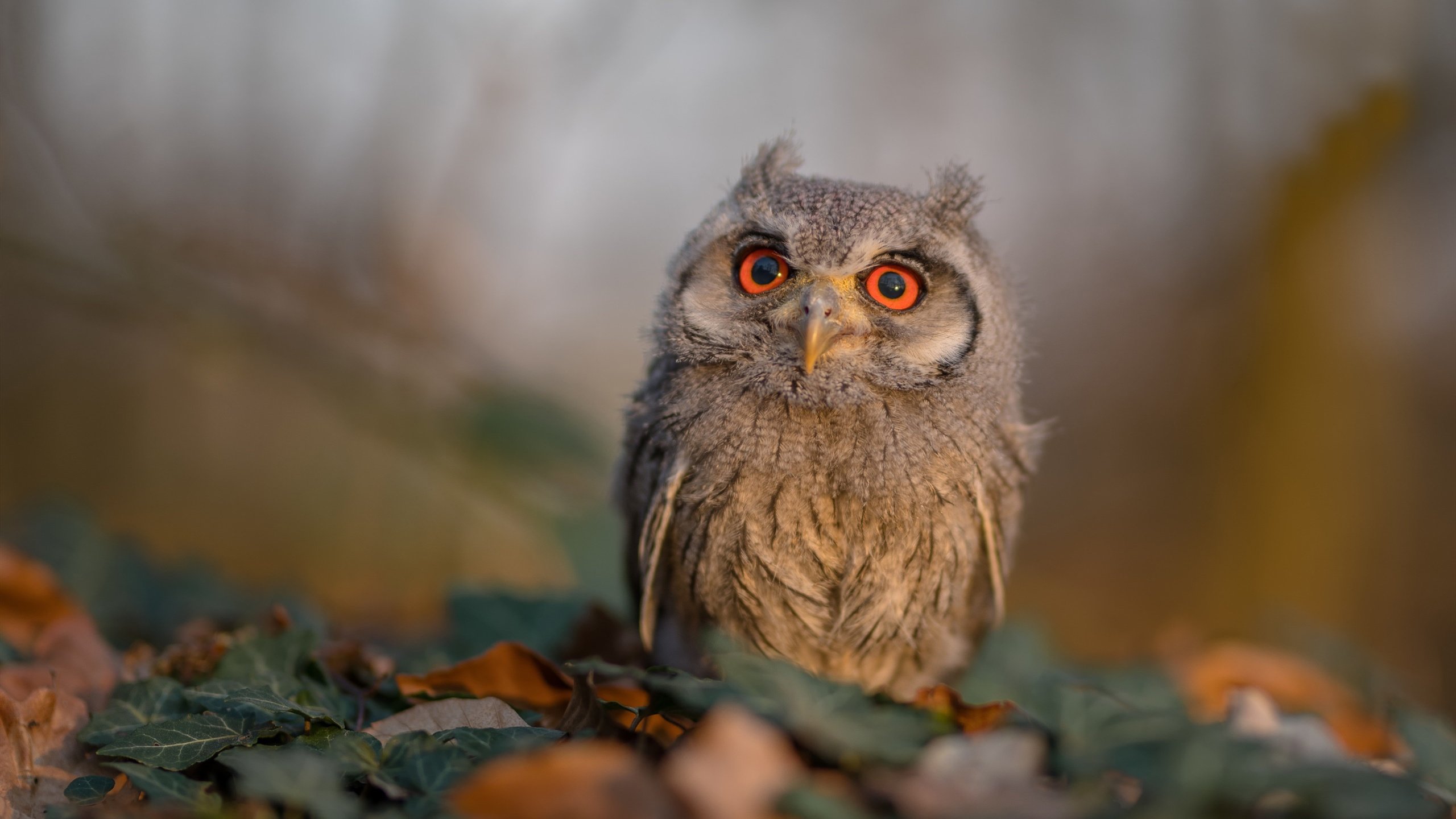 中国足球联赛各队表现出色,战绩屡创佳绩,中国国内足球联赛