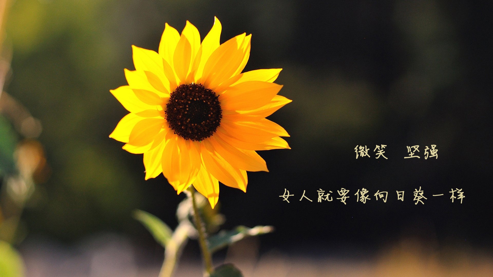 凯尔特人队球队新人发挥关键作用,凯尔特人新阵容