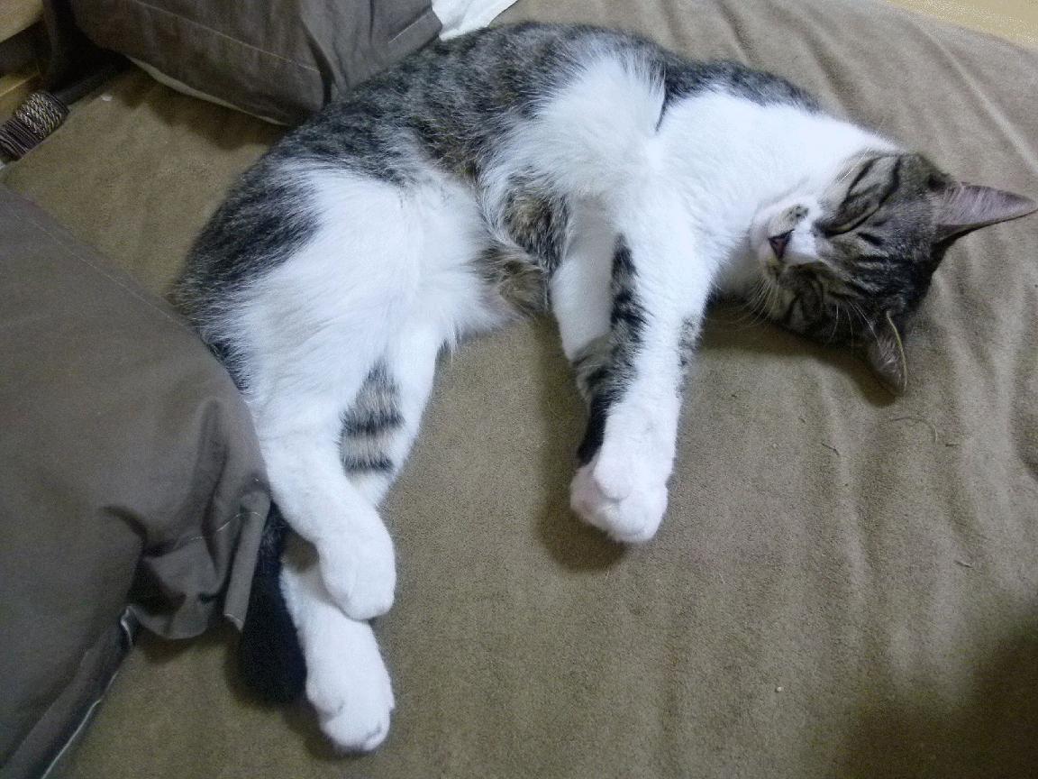 尤文图斯客场战平AC米兰保持不败,尤文图斯vs ac米兰今晚直播