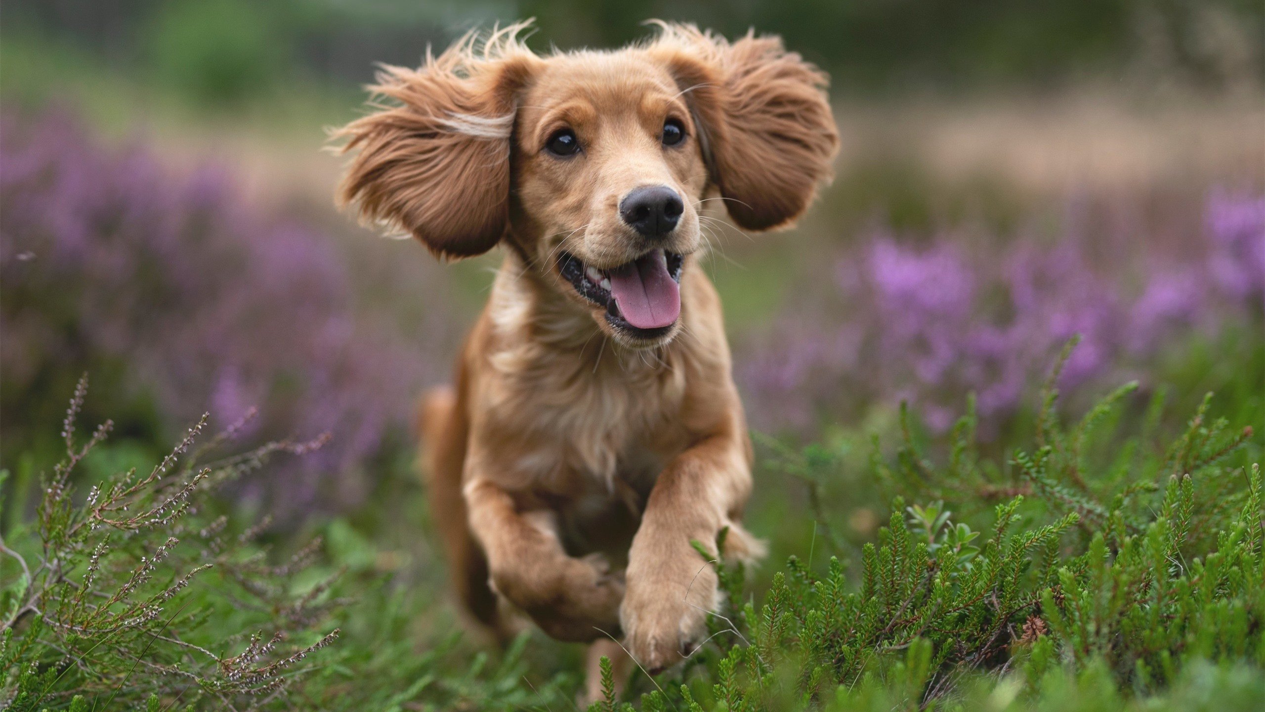 是否应加强对青少年球员经纪人管理，关于加强青少年足球工作的意见