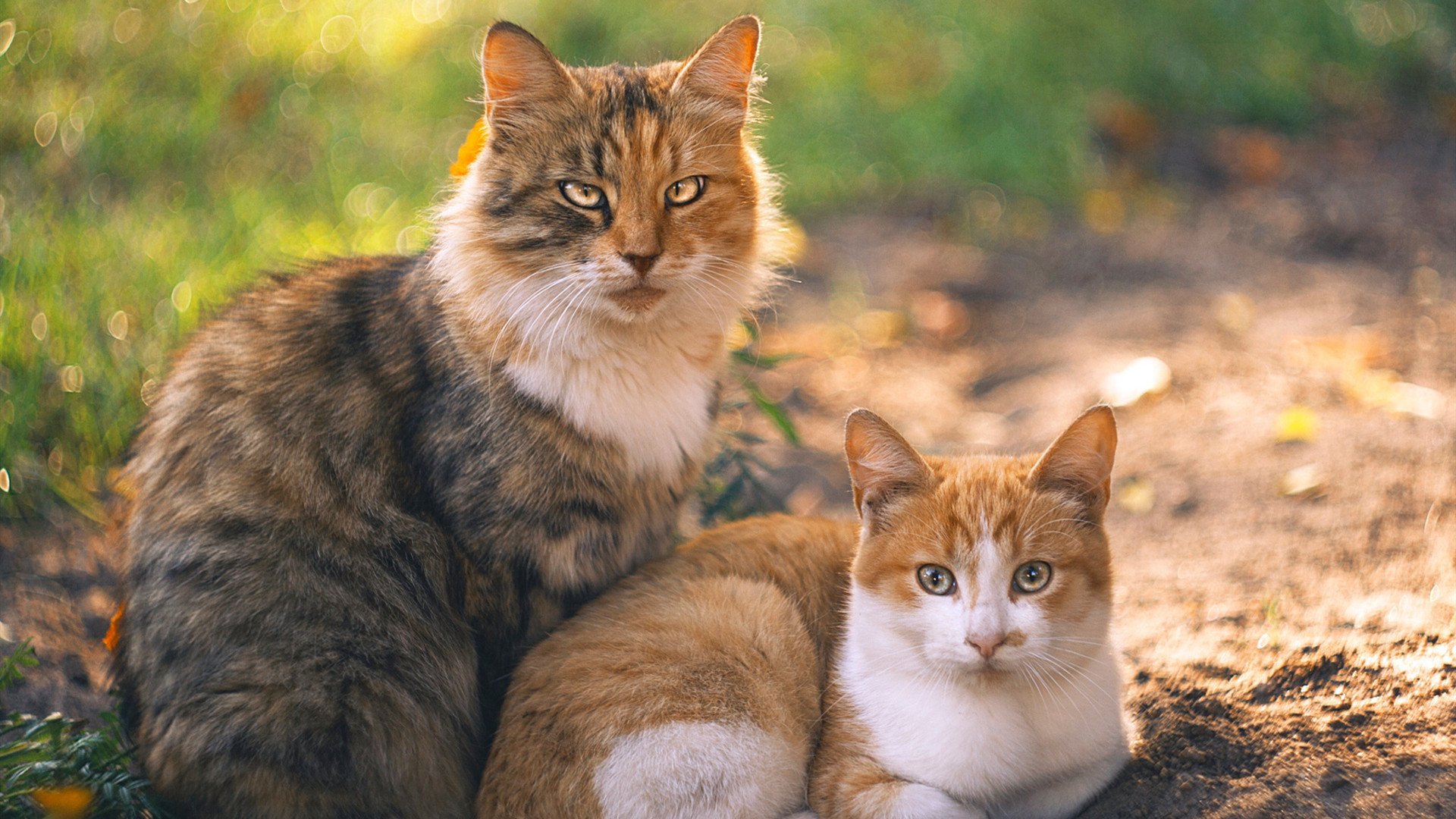 九游娱乐官网 (jiuyou)-杯赛夺冠新鲜出炉，值得期待，杯赛夺冠新鲜出炉,值得期待吗