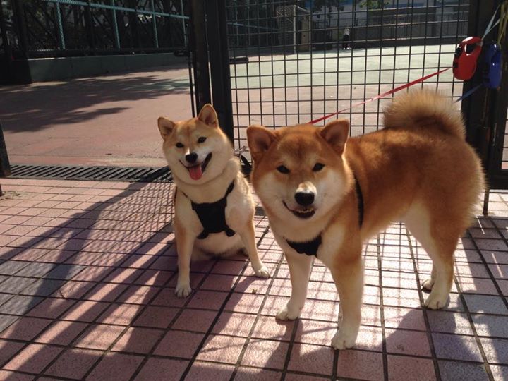 -篮球运动员心理素质培养，篮球运动员的心理选材