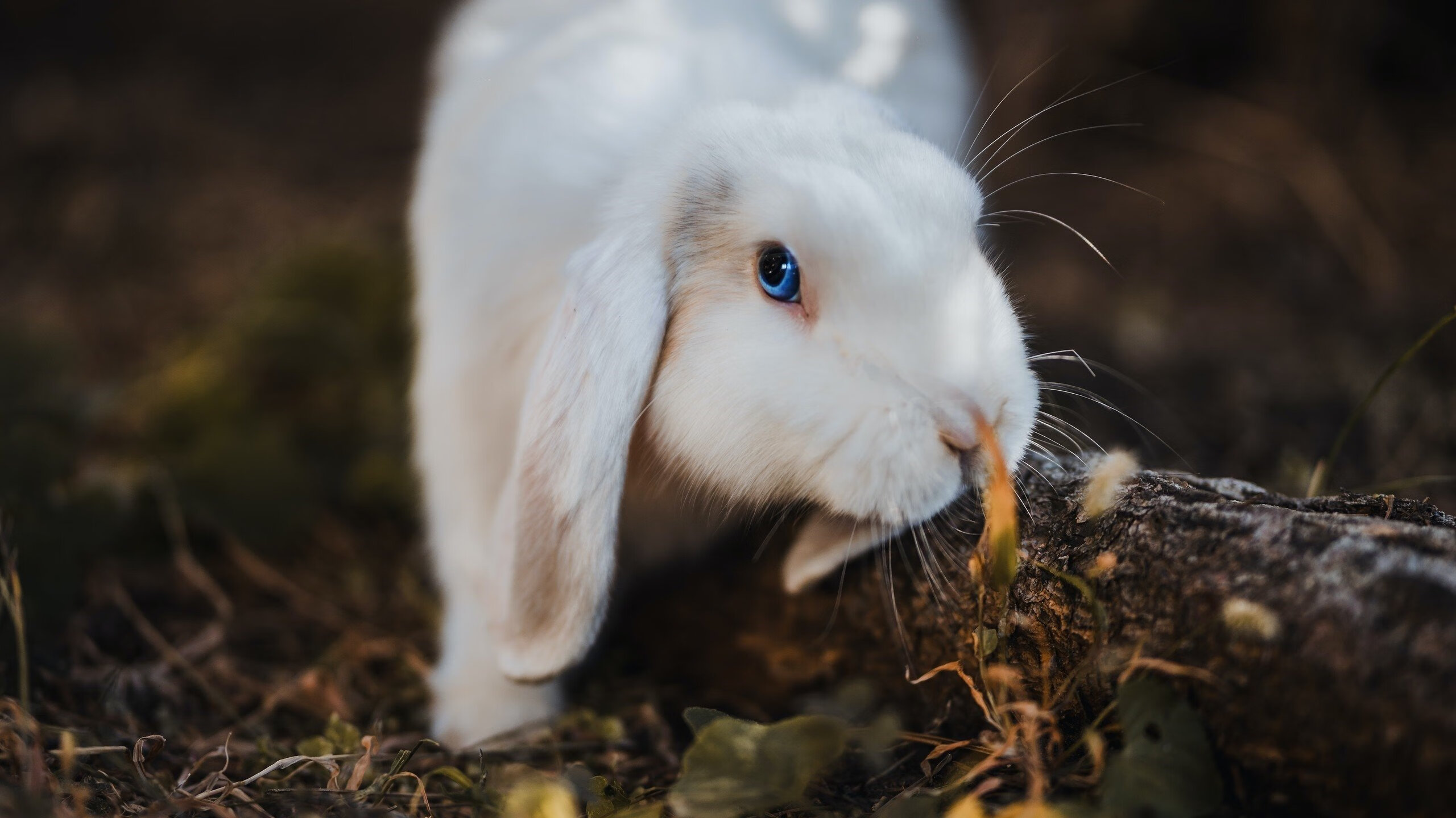 NBA赛季球员表现趋势,nba本赛季球员得分榜最新排