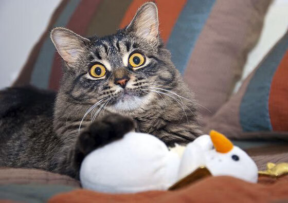 九游官网pc-国足进攻节奏突然加速成功率评估，国足比赛规律