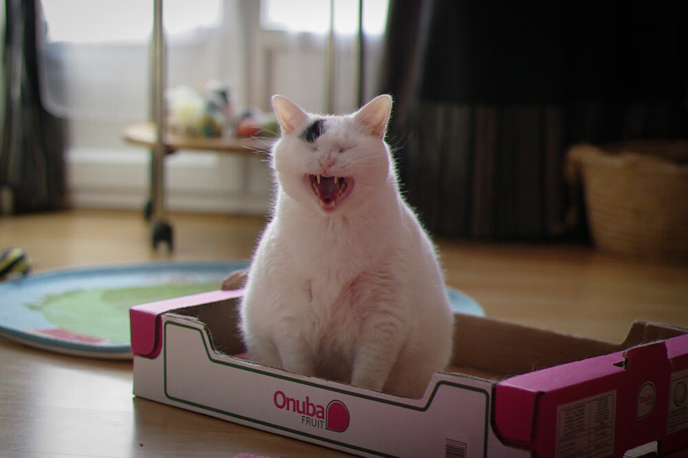 足球大事件:2024世俱杯最值得期待的亮点,2022年国际足联世俱杯