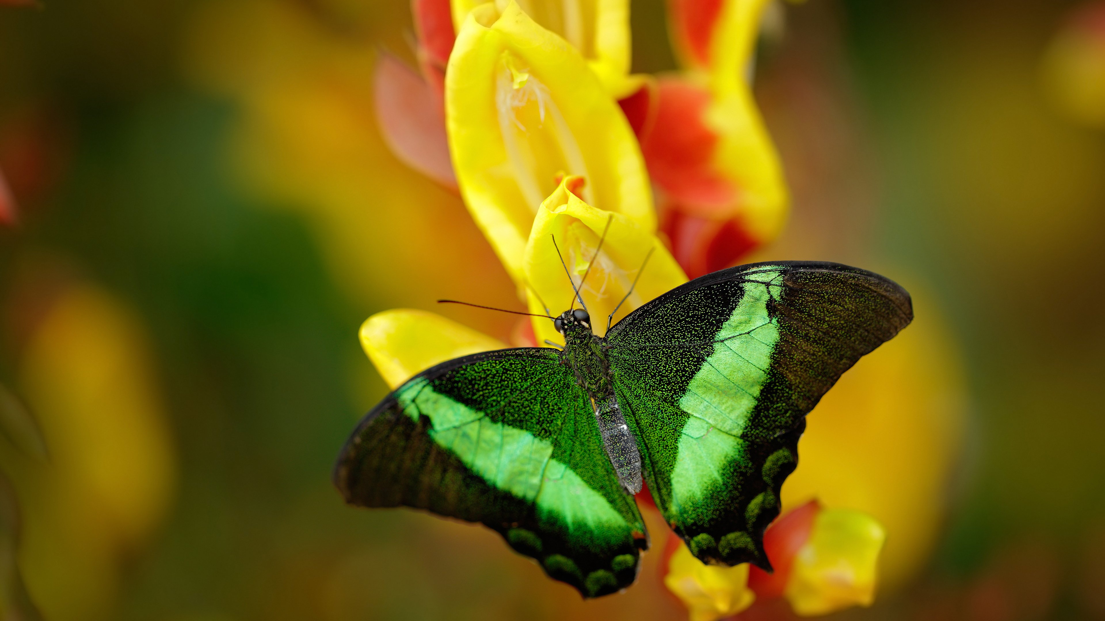 后卫突破后是否应优先寻找外线射手,突破后卫适合什么鞋