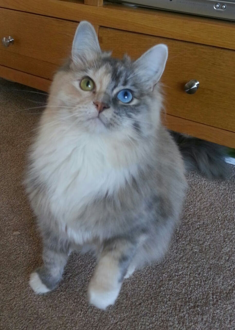 九游(jiuyou)官方网站-中国女排年轻副攻逐渐展现统治力，中国女排的副攻