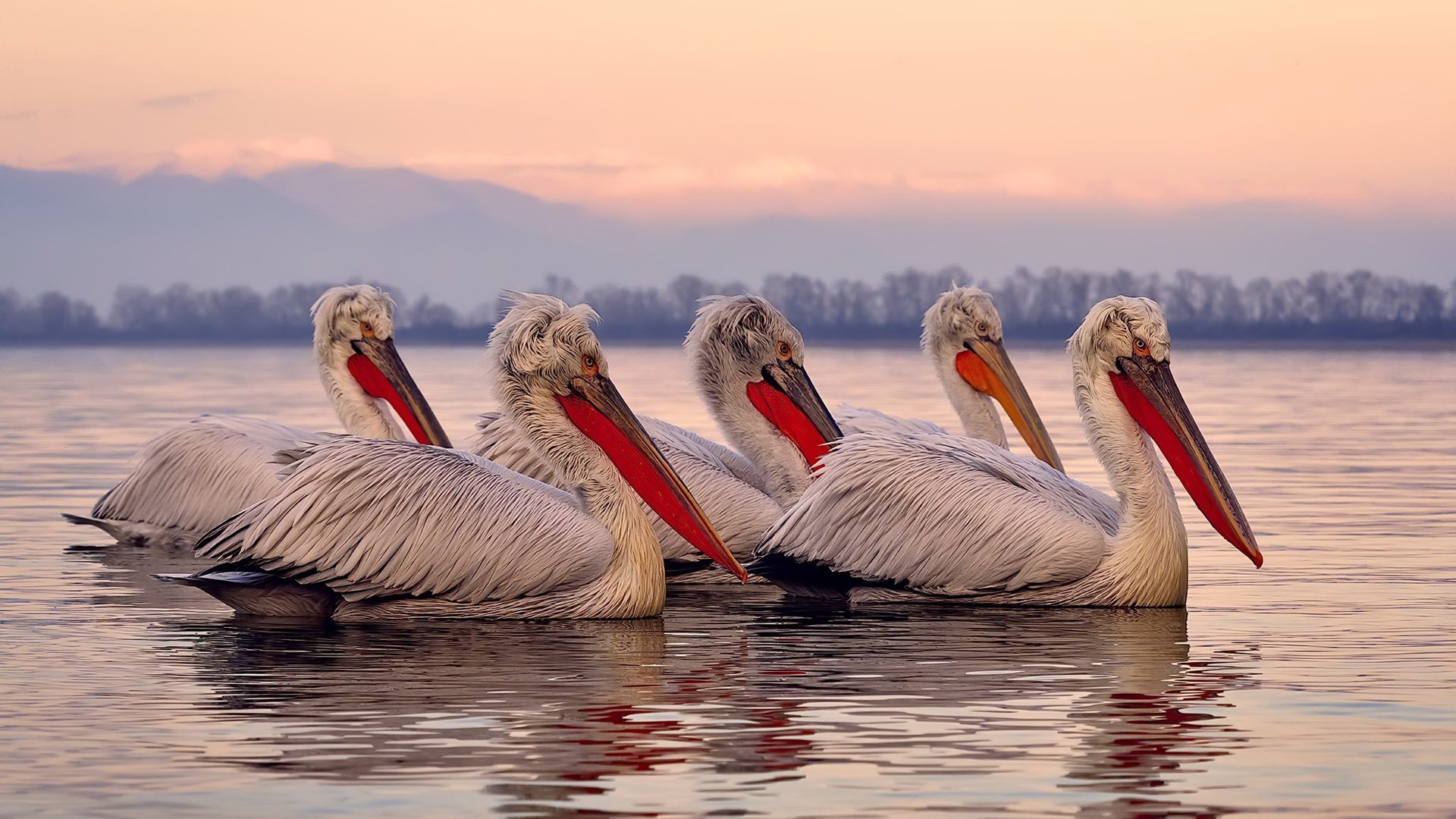 哈斯克100米自由泳决赛表现无懈可击，哈斯克100米自由泳决赛表现无懈可击吗