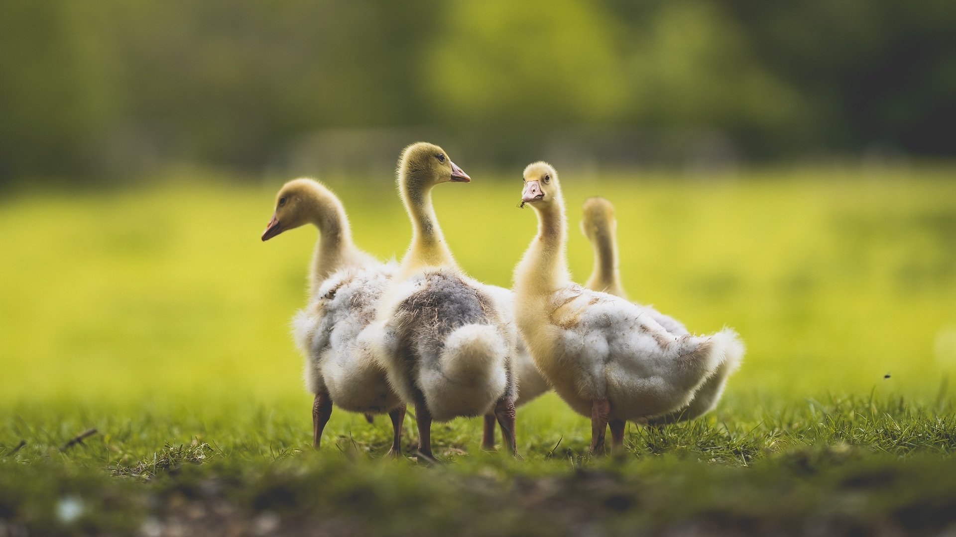 德甲火力全开：攻势如潮，场面火爆！，德甲 ds