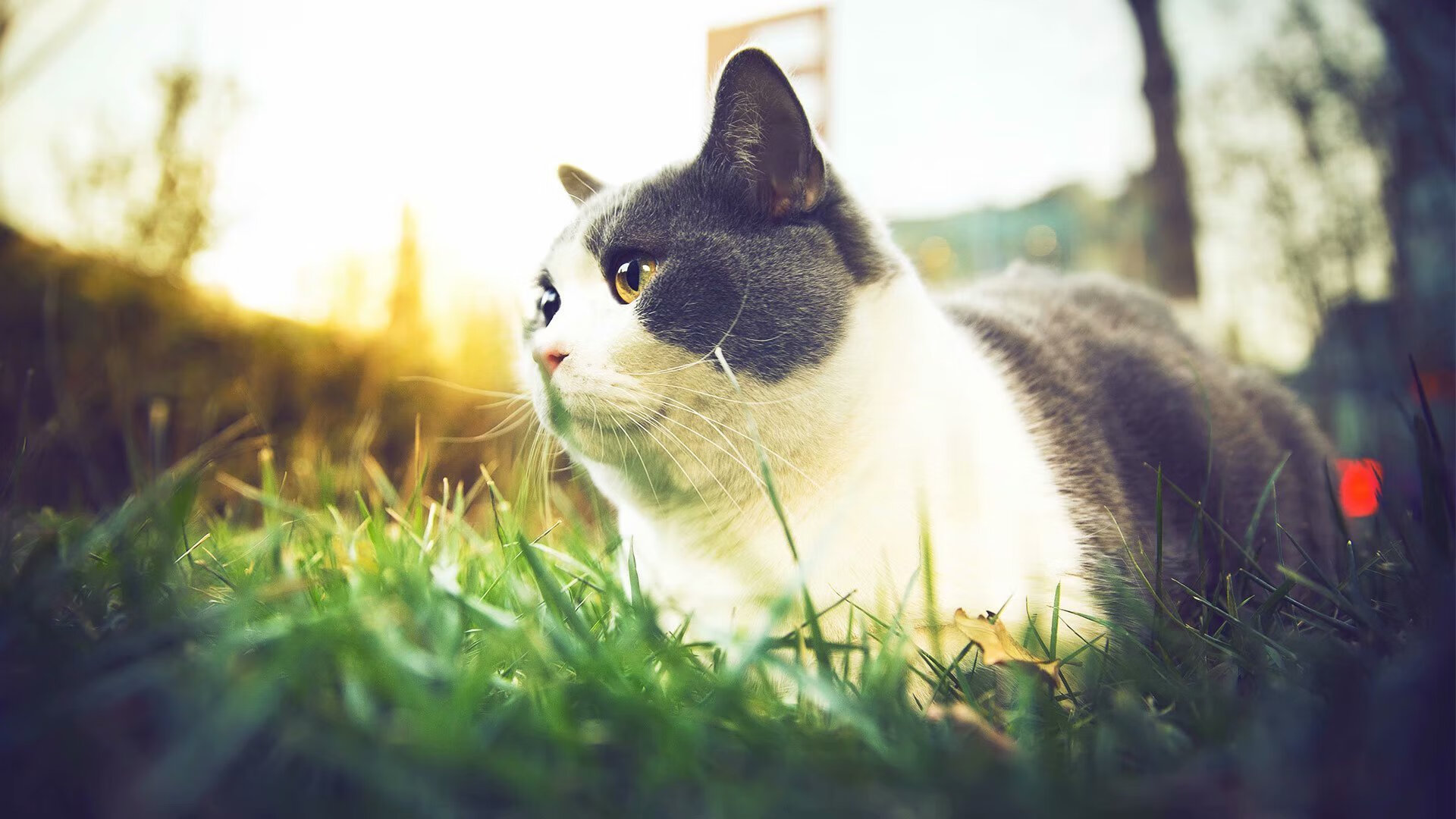 九游官网pc-英超冠军争夺：关键时刻的英雄一瞬！，英超冠军的含金量